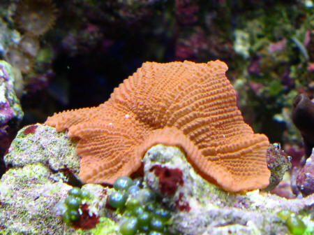 Orange-rote Scheibenanemone auf Lebendgestein